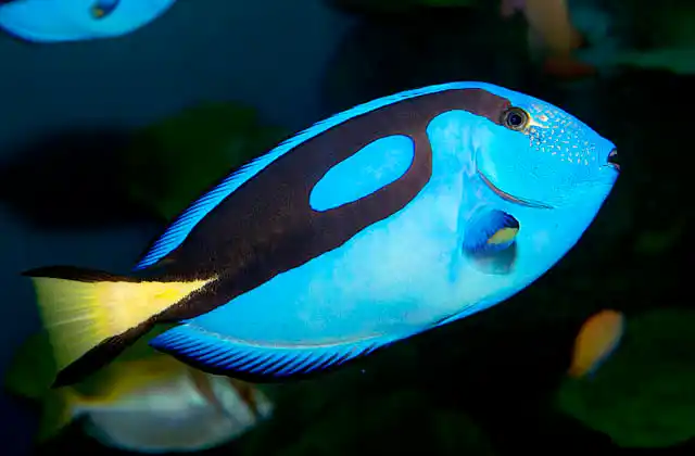 Palette Surgeonfish or Blue Tang (Paracanthurus hepatus)