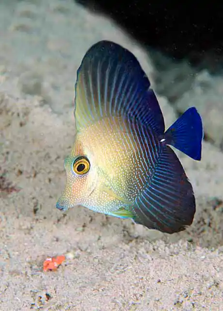 Brushtail Tang (Zebrasoma scopas) Juvenile colour pattern and body shape.