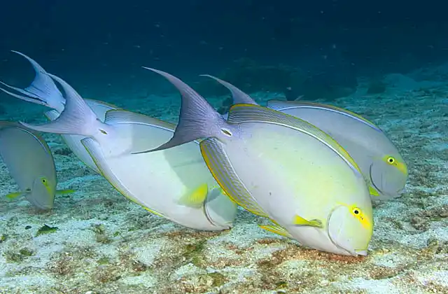 Eyestripe Surgeonfish (Acanthurus dussumieri) feeding together on sandy sea bed.