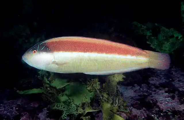 Maori Wrasse (Ophthalmolepis lineolata)