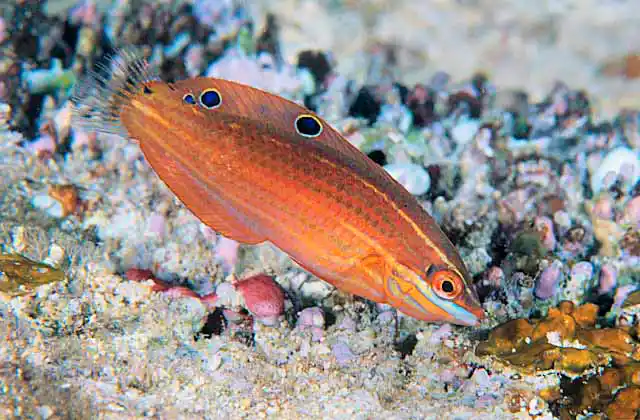 Biocellate Wrasse (Halichoeres biocellatus)