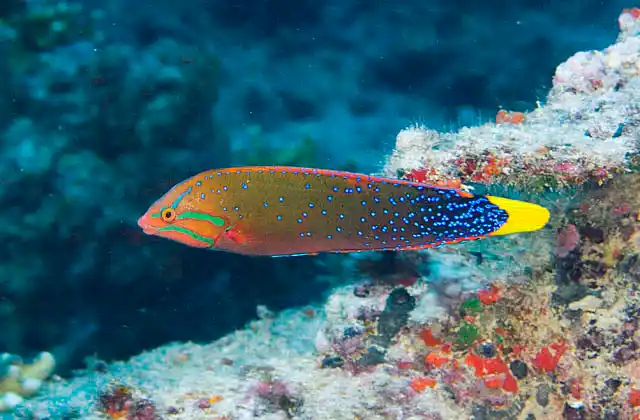 Yellowtail Coris (Coris gaimard)