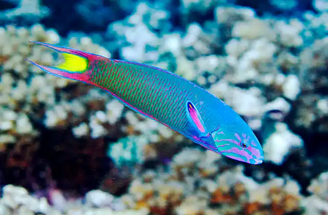 Moon Wrasse (Thalassoma lunare)