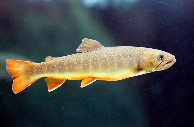 Japanese Char (Salvelinus pluvinus)