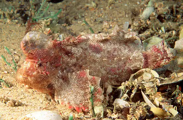 Velvetfish (Aploactisoma milesii) Rarely sighted due to camouflage.