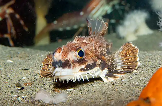Northern Spearnose Poacher (Agonopsis vulsa)