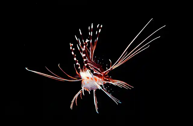 Zebra Lionfish (Dendrochirus zebra) Juvenile.