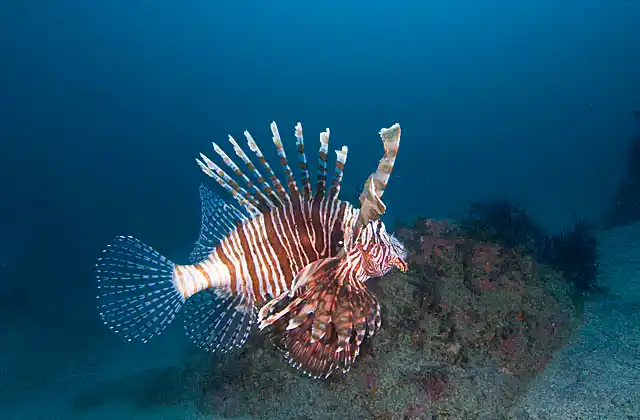 Luna Lionfish (Pterois lunulata) swimming over deep reef.