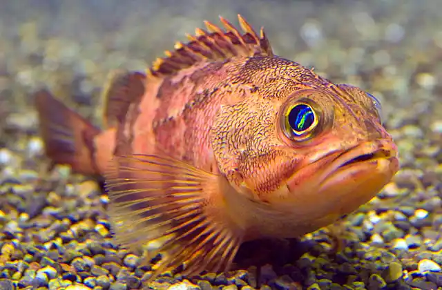 Oblong Rockfish (Sebastes oblongus)