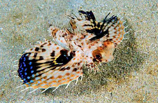 Flying Gurnard (Dactyloptena orientalis)
