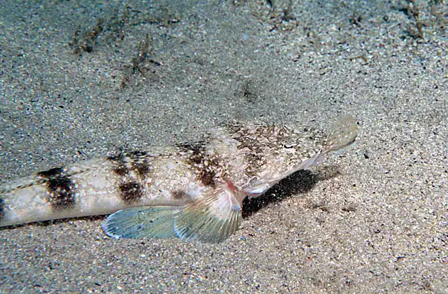 Southern Sand Flathead (Platycephalus bassensis) canibalising juvenile Flathead.