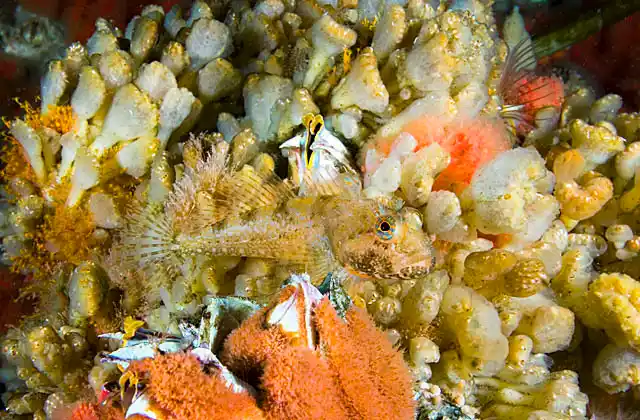 Scalyhead Sculpin (Artedius harringtoni) among colourful sessile reef animals and plants on temperate reef.