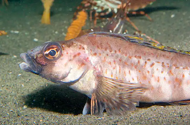 Longspine Combfish (Zaniolepis latipinnis)