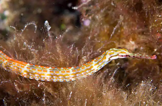 Shultz's Pipefish (Corythoichthys schultzi)
