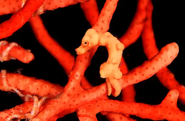 Pygmy Seahorse (Hippocampus denise)