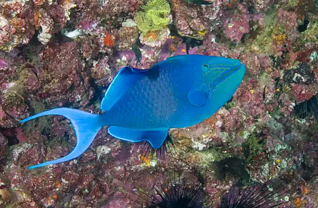 Redtooth Triggerfish (Odonus niger)