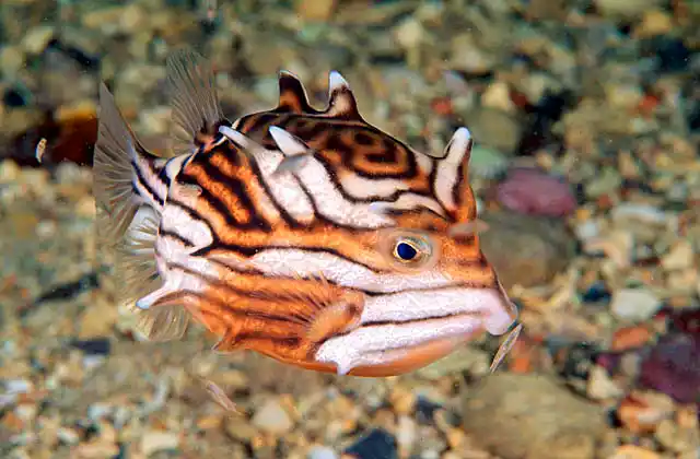 Shaws Cowfish (Aracana aurita) Feeding on mysid shrimp. Female colouration.