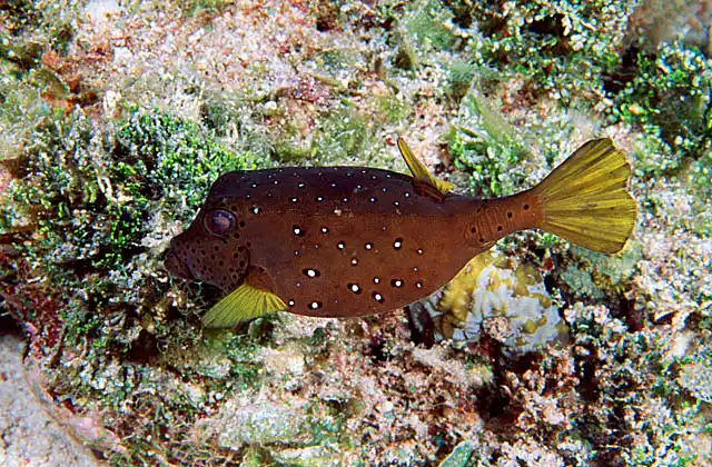 Yellow Boxfish (Ostracion cubicus) Adult colour. Exudes poisonous ostracitoxin when stressed.