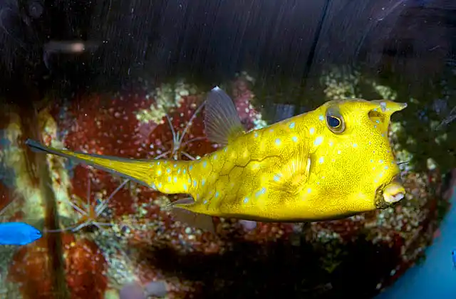 Longhorn Cowfish (Lactoria cornuta)