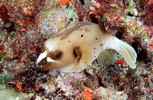 Blackspotted Puffer (Arothron nigropunctatus)