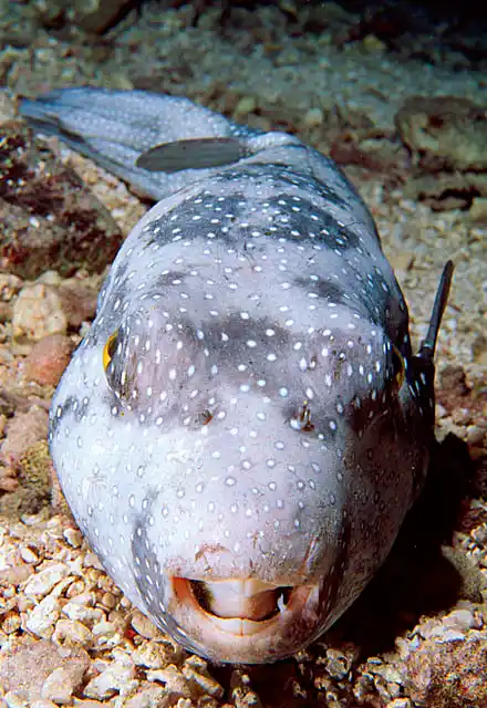 Star Puffer Fish (Arothron stellatus) Sleeping. Poisonous flesh contains deadly tetraodontoxin.