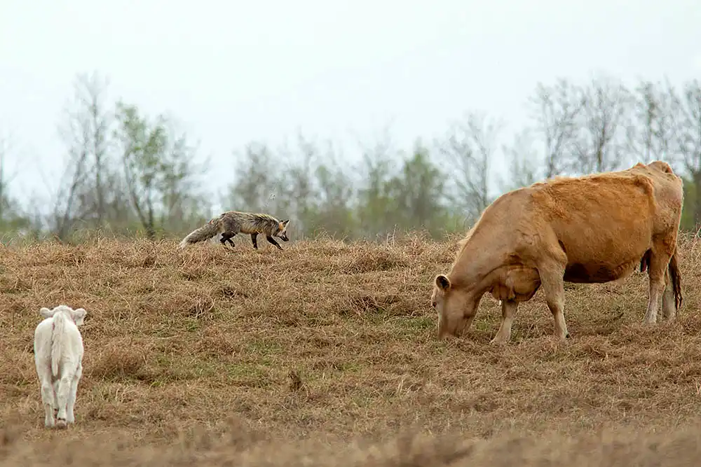 Red Fox (Vulpes vulpes) hunting for ground squirrels in cattle pasture.