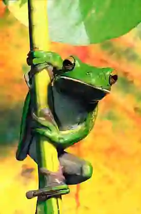 White Lipped or Giant Tree Frog (Litoria infrafrenata)