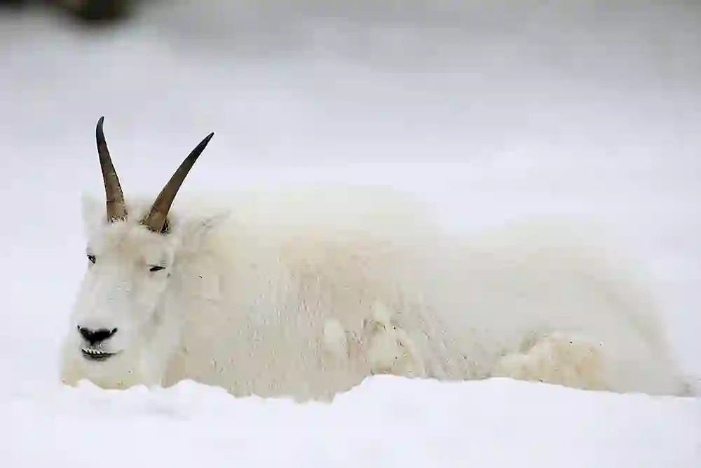 Mountain Goat (Oreamnos americanus) resting in the snow.