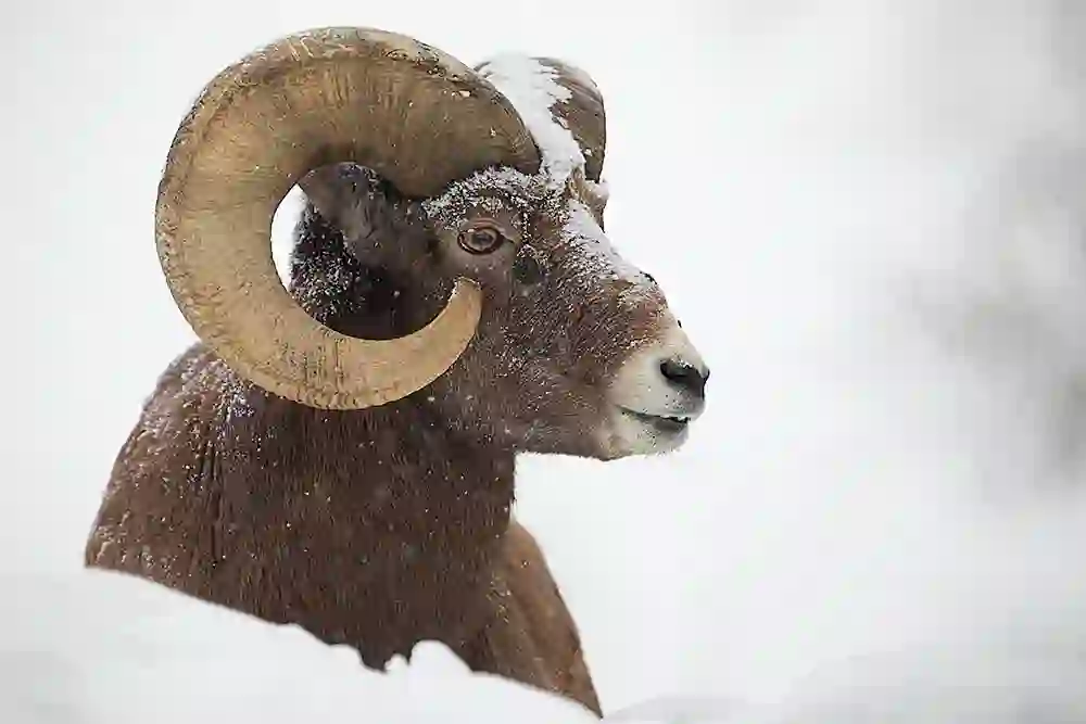 Bighorn Sheep (Ovis canadensis) Portrait of mature male.