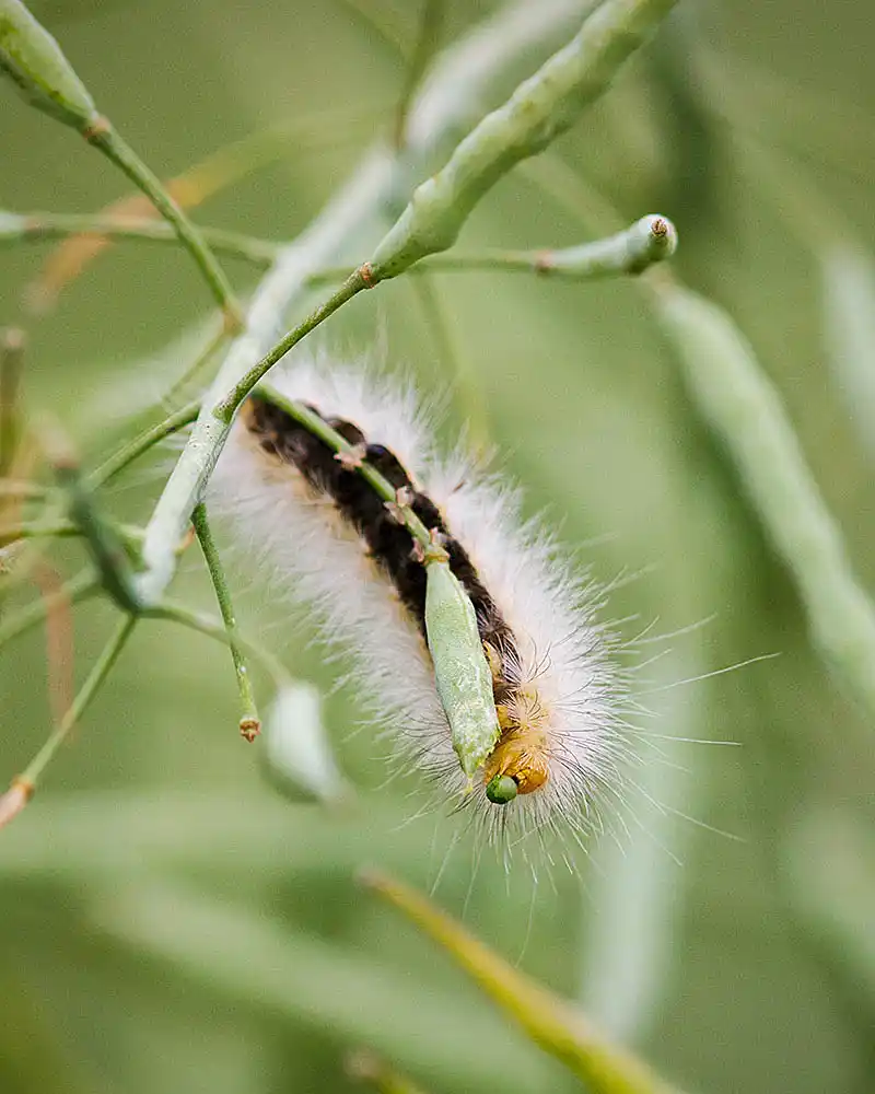 Yellow Woolly Bear (Spilosoma virginica) caterpillar feeding on Canola (Brassica napus) seed.