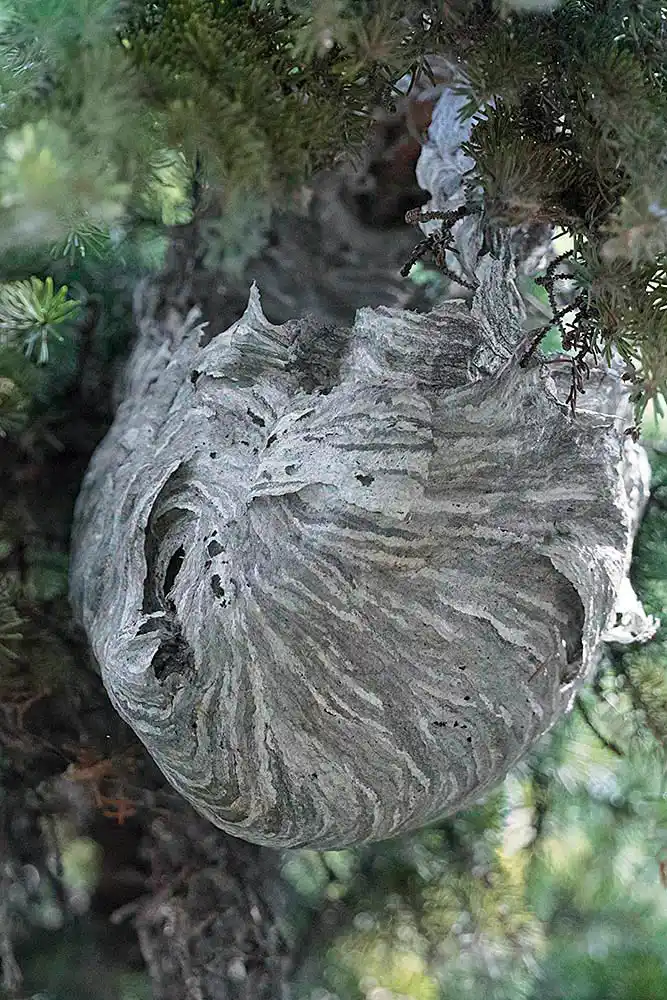 Bald-faced Aerial Yellowjacket (Dolichovespula maculata) nest in spruce tree. Dome shaped version of nest usually found in trees.