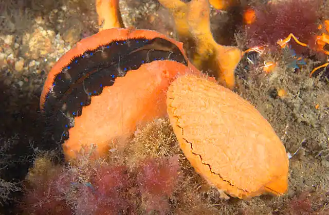 Doughboy Scallops (Chlamys asperrimus) showing variety in sponge growth on shell, with shell opened to show mantle and multiple blue eyes and shell closed.