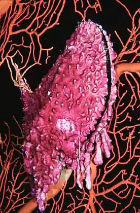 Penguin's Wing Oyster (Pteria penguin) with encrusting Tunicate colony (Didemnum sp.)