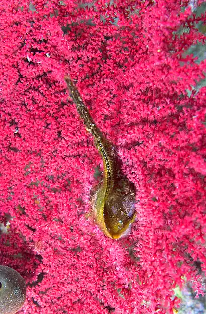 Swift Wing Oyster (Pteria peasei) on sea fan