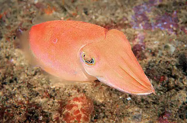 Reaper Cuttle (Sepia mestus)