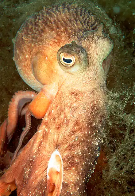Maori Octopus (Octopus maorum) foraging at night.