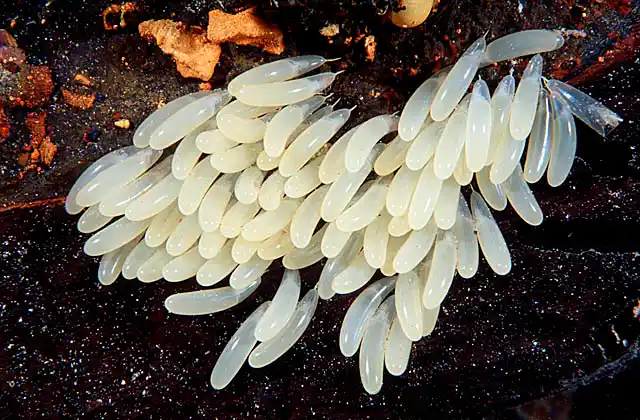 Pale Octopus (Octopus pallidus) eggs with embryonic octopus visible.