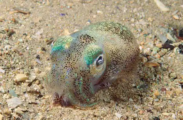 Southern Bobtail Squid (Euprymna tasmanica)