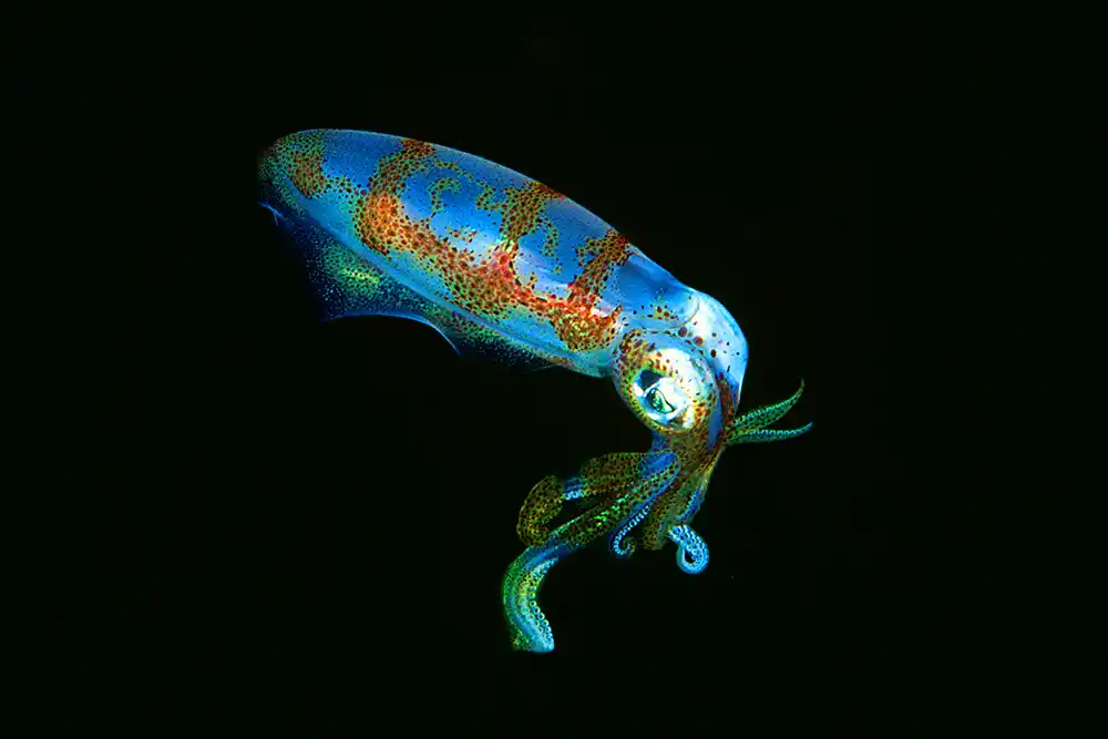 Bigfin Reef Squid (Sepioteuthis lessoniana) Juvenile at night.