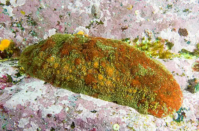Giant Pacific Chiton (Cryptochiton stelleri)