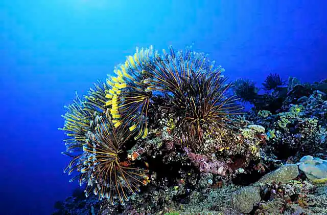 Crinoids on coral reef (Cromanthina sp.)