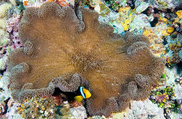 Merten's Sea Anemone (Stichodactyla mertensii) with Orange-fin Anemonefish (Amphiprion chrysopterus)