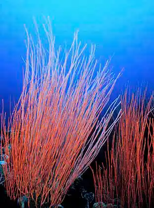 Red Whip Coral (Ellisella sp.)