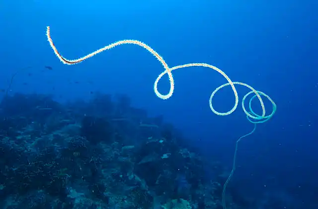 Whip Coral (Cirripathes sp.) growing on deep coral reef slope. Form of black coral.