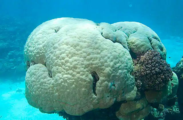 Porites Coral (Porites solida) mound on reef edge.