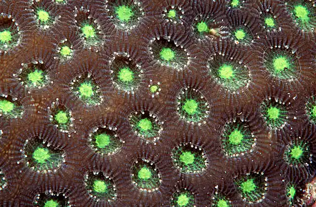 Favia Coral (Favia sp.)
