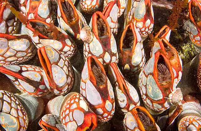 Goose Barnacles (Pollicipes polymerus) Red colour variation caused by high hemoglobin levels in specimens  in 5 to 18 knot current area.