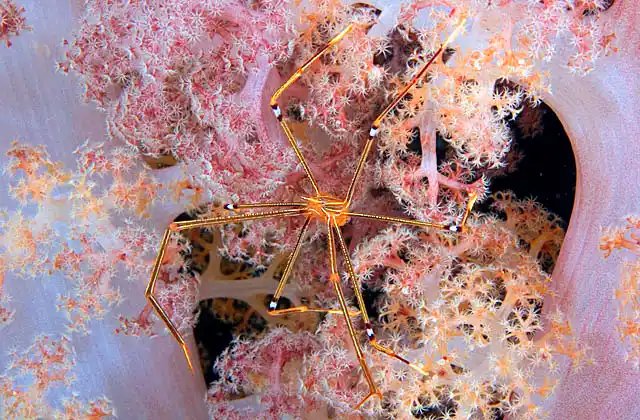 Ortman's Skeleton Crab (Chirostylus ortmanii) on Soft Coral (Dendronephthya sp.)