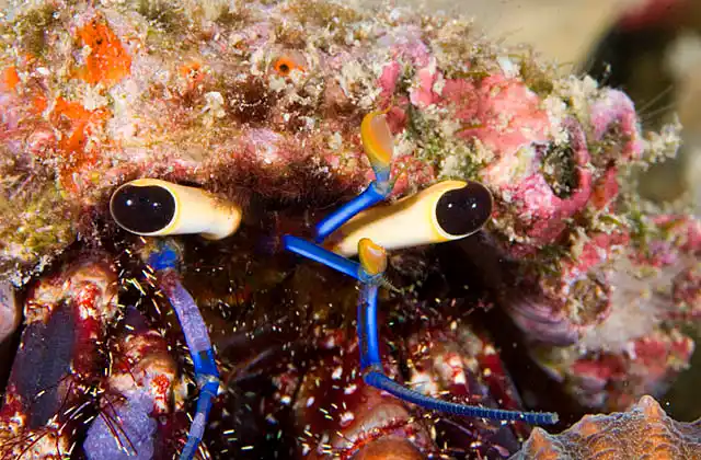 Yellow-eyed Hermit Crab (Dardanus lagopodes)