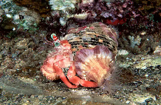 Anemone Hermit Crab (Dardanus pedunculatus) Attaches anemones to shell for defence.